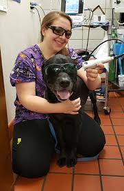 18790 middlebelt rd, livonia (mi), 48152, united states. Pet Laser Therapy And Alternative Pain Relief In Livonia