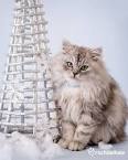 All About Cross-Breed Cats: Our Maine-Ideal Ragdoll ...