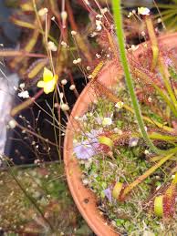 Image result for Utricularia subulata