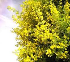 Image result for Mimosa mossambicensis
