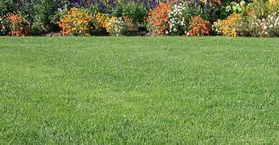 Daily watering makes roots shallow and encourages thatch. How To Green Up Your Lawn