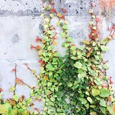 green おしゃれまとめの人気アイデア pinterest sayori 2021 秋 色 ウェディングブーケ 塀