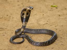 Dozens Of Venomous Snakes Seized At Airport Before Being Put On Plane The fear of snakes, ophidiophobia, is one of the most widespread phobias in the world. dozens of venomous snakes seized at