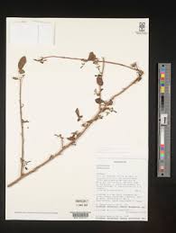 Image result for Commiphora mombassensis