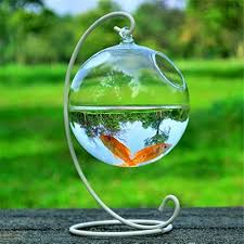 Tips For Choosing And Maintaining A Freshwater Aquarium 5 2020 Akvaryum Baligi Akvaryumlar Bitki