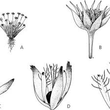 Image result for Brachychloa schiemanniana