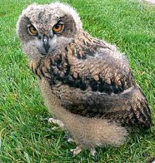 49.0 cm + 14.0 cm regulacja waga srebra: Puchacz Zwyczajny Wikipedia Wolna Encyklopedia