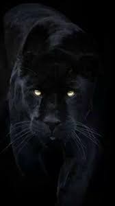 Fiona Pieria Fionasoul Black Animals Animal Wallpaper Animals
