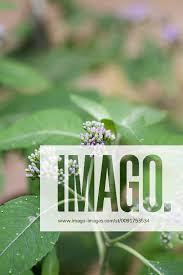 Image result for Bothriocline