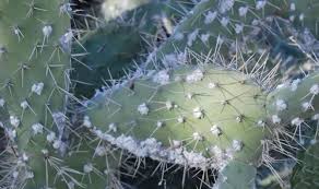 Aumentan casos del hongo negro en la india. Descubre Las Principales Plagas De Los Cactus Agromatica
