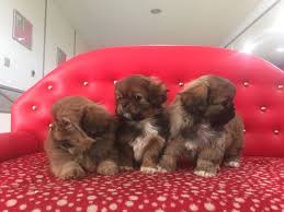 Satilik Pekingese Yavrulari Kopek Yavru Kopek