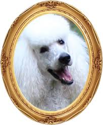 We did not find results for: Poodle Puppies For Sale Now In Atlanta Ga
