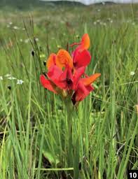 Image result for Satyrium coriophoroides