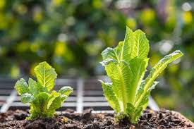 We did not find results for: Why Is My Romaine Lettuce Growing Tall An Expert Solution To Prevent It