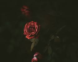Mar 02, 2018 · ketemu lagi nih sob, pada kesempatan kali ini kami akan membagikan informasi bermanfaat seputar kumpulan tema acara yang menarik. Download Wallpaper Bunga Rose Hd Cikimm Com