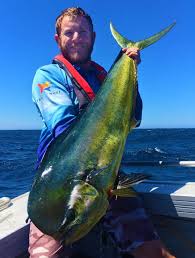 Choose your favorite dolphin fish designs and purchase them as wall art, home decor, phone cases, tote bags, and more! Scott S Species Dolphinfish Fast Growing And Stunning Acrobats Recfishwest