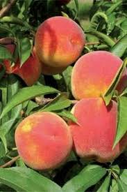 Image result for Peach Melba Yellow 1977 Holden Fleet