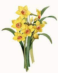 Vintage Flower Clipart Digital Download Daffodils Illustration Commercial Use Transparent Backgro Flower Illustration Daffodils Flower Clipart