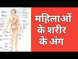 Two round fleshy parts that form the rear area of a human trunk. Women Body Parts Name With Picture And Hindi Meaning Shabdkosh Dictionary English Vocabulary Youtube