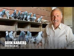 Dunyanin En Pahali 10 Guvercin Irki Youtube