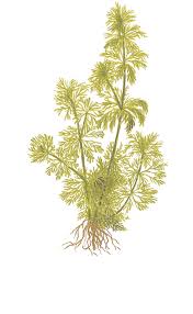Image result for Limnophila fluviatilis
