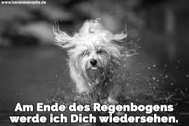 Havaneser Zitate Und Sprüche