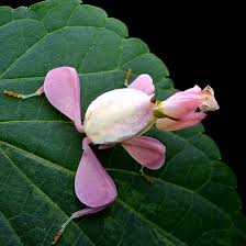 Everything your new pet needs. Cloud å³¯ Orchid Mantis Pet Insects Mantis Live Photographic Insects Exotic Not Yet