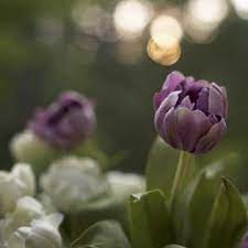 The Best Time To Transplant Tulips Planting Tulips Tulips Garden Transplanting Plants