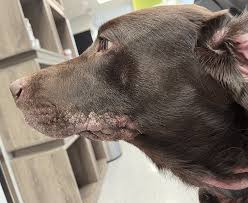 Image result for scabies dogs detail