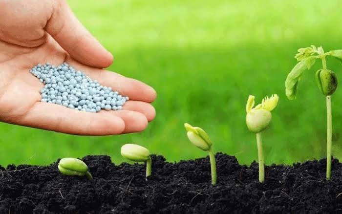 Tác dụng của phân bón đối với sự phát triển của cây trồng - CropTex