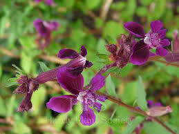 Image result for Cyathula lanceolata