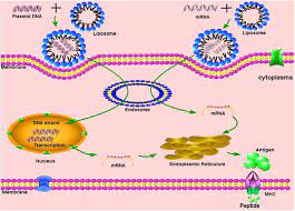 They work in a different way from previous generations of vaccines. Frontiers Advances In Mrna Vaccines For Infectious Diseases Immunology