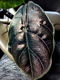 Regular price $8.95 sold out. 9 House Plants Flowers That Cost More Than You D Think