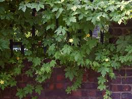 Image result for Momordica charantia