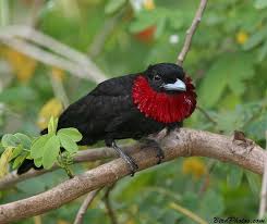 Small Black Bird With Red Neck Purple Throated Fruit Crow Beautiful Birds Bird Species Black Bird