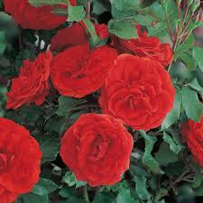 The importance of funeral flowers is what we take the most pride in. Gardenersdream Special Remembrance Bereavement Rose Gift Wrapped Garden Plant Plants From Gardeners Dream Uk
