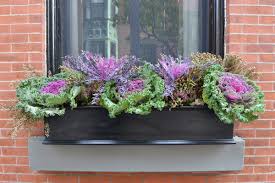 We did not find results for: The Art Of The Window Box A Few Tips And Tricks