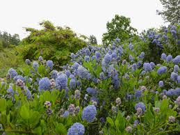 We did not find results for: May 2020 In The Neighbourhood Ubc Botanical Garden