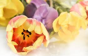 Desktop hintergrund ostern kostenlos images collection christliche ostergrüße text | frohe ostern wallpaper, ostern. Kostenlose Foto Blume Natur Tulpe Farbe Desktop Hell Schon Blumen Nahansicht Dekoration Blutenblatt Strauss Sommer Lebendig Fruhling Hintergrund Bunt Bluhen Frisch Bluhen Jahreszeit Ostern Gelb Bluhende Pflanze