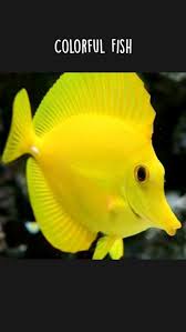 colorful fish an immersive guide by little laama