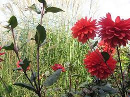 Du kannst dich nicht immer um deine pflanzen oder deinen garten kümmern? Tuin Verheggen Garten Foto Bilder Und Pflanzen