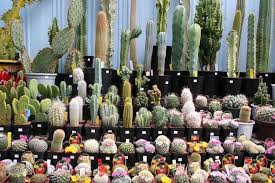 And in some, the plants are almost secondary to the architecture, like the water. Cact Aaaight Miss Moss Cactus House Plants Cactus Tiny Plants