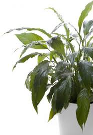 Peace Lily Repotting Tips On Repotting A Peace Lily Plant Lily Plants Peace Lily Plant Peace Lily
