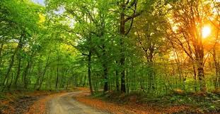 Belgrad ormanı (~99 m asl) (belgrad ormani, belgrad ormanı, belgradskiy les, belgrat ormani, belgrat ormanı, foret de belgrade, forêt de belgrade) forest(s) turkey Belgrad Ormani Nerede Belgrad Ormanina Nasil Gidilir Son Dakika Haberler