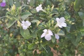 Image result for Barleria setosa