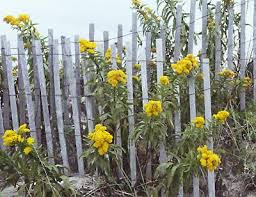 In 2001 long island residents spent $51.3 million on flowers for their landscaping. Nature Notes Wildflowers In Their Glory The East Hampton Star