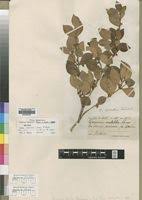 Image result for Eugenia natalitia