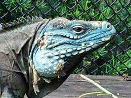 Lewisi Hybrid Animals Iguana Lizard