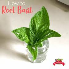 Maybe you would like to learn more about one of these? How To Root Basil From Cuttings The Kitchen Garten