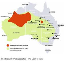 In northwest australia, the great sandy desert holds great geological interest as a zone of active sand dune movement. The Bilby Australianflorafauna